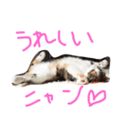 スコティッシュフォールドいりえるの日常（個別スタンプ：19）