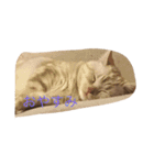 猫な日常（個別スタンプ：1）