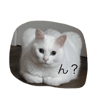猫な日常（個別スタンプ：2）