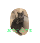 猫な日常（個別スタンプ：3）
