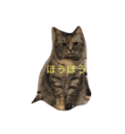 猫な日常（個別スタンプ：6）