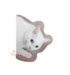 猫な日常（個別スタンプ：13）