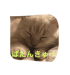 猫な日常（個別スタンプ：14）