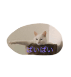 猫な日常（個別スタンプ：15）