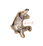 猫な日常（個別スタンプ：16）