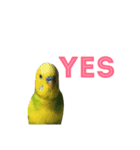 我が家のインコたち（個別スタンプ：1）
