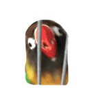 我が家のインコたち（個別スタンプ：2）