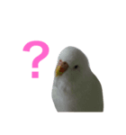 我が家のインコたち（個別スタンプ：3）