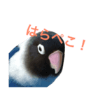 我が家のインコたち（個別スタンプ：4）