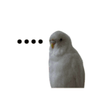 我が家のインコたち（個別スタンプ：5）