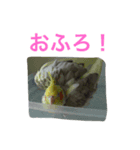 我が家のインコたち（個別スタンプ：6）