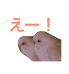 我が家のインコたち（個別スタンプ：7）