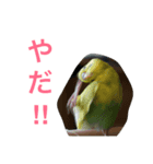 我が家のインコたち（個別スタンプ：8）
