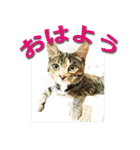 ナナの毎日（個別スタンプ：1）
