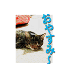ナナの毎日（個別スタンプ：2）