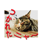 ナナの毎日（個別スタンプ：3）