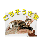 ナナの毎日（個別スタンプ：6）