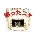 ナナの毎日（個別スタンプ：14）