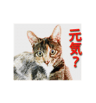 ナナの毎日（個別スタンプ：38）