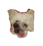愛犬レディちゃん（個別スタンプ：2）