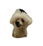 愛犬レディちゃん（個別スタンプ：5）