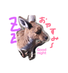 野生のカンガルー（個別スタンプ：2）