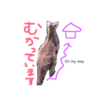 野生のカンガルー（個別スタンプ：6）