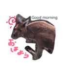 野生のカンガルー（個別スタンプ：8）