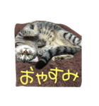 ごましおスタンプ（個別スタンプ：1）