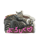 ごましおスタンプ（個別スタンプ：4）