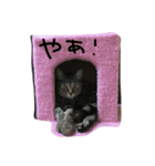 ごましおスタンプ（個別スタンプ：7）