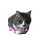 我が家のミミちゃん（個別スタンプ：3）