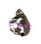 我が家のミミちゃん（個別スタンプ：6）