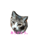 我が家のミミちゃん（個別スタンプ：11）