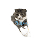 我が家のミミちゃん（個別スタンプ：12）