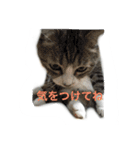 我が家のミミちゃん（個別スタンプ：14）