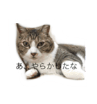 我が家のミミちゃん（個別スタンプ：16）