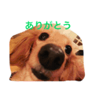 モカ＆ショーン（個別スタンプ：1）