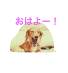 モカ＆ショーン（個別スタンプ：3）