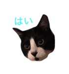 黒白ハチワレ 小鉄のこっちゃん（個別スタンプ：4）