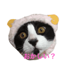 黒白ハチワレ 小鉄のこっちゃん（個別スタンプ：5）