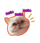 Latte Cat (EN)（個別スタンプ：1）