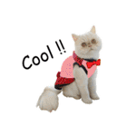 Latte Cat (EN)（個別スタンプ：4）