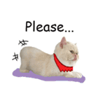Latte Cat (EN)（個別スタンプ：5）