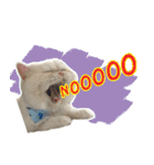 Latte Cat (EN)（個別スタンプ：6）