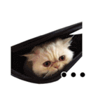 Latte Cat (EN)（個別スタンプ：7）