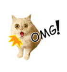 Latte Cat (EN)（個別スタンプ：9）