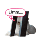 Latte Cat (EN)（個別スタンプ：11）