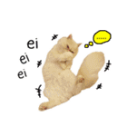 Latte Cat (EN)（個別スタンプ：13）