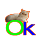 Latte Cat (EN)（個別スタンプ：14）